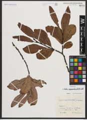 Foto von Salix appendiculata Vill.